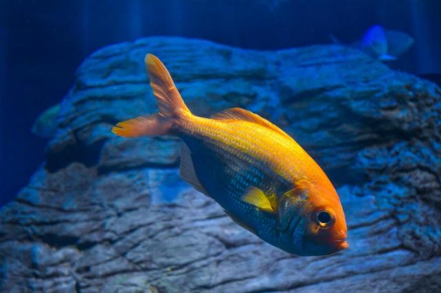 The Large Carangidae fish