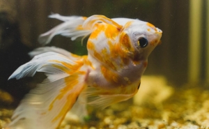 Why aquarium fish swimming upside down